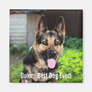 För herdehund för personlig tyskt foto, hundnamn magnet