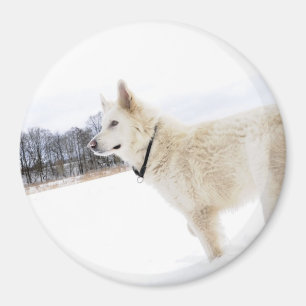 för herdehund för vit tysk magnet