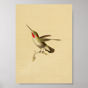 För Hummingbirdtryck för vintage 1830 rött Poster