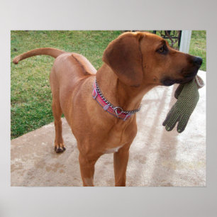 För hundhusdjur för RHODESIAN RIDGEBACK Mischief Poster