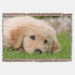 För hundvalp för guld- Retriever som gulligt Mysfilt