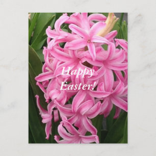 För hyacintblomma för glad påsk rosa vykort