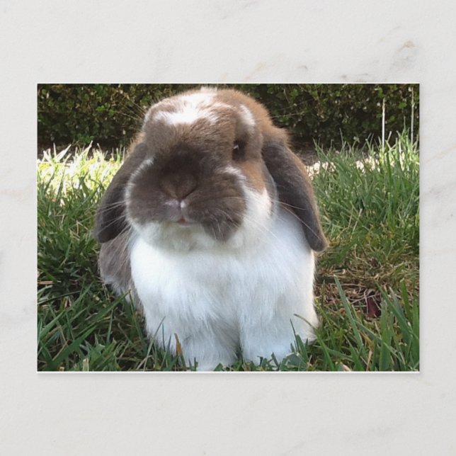 För in lite lugn i ditt liv! vykort (Framsida)