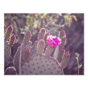 För kaktusblomma   för Prickly Pear tryck för f