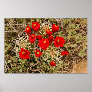 För kaktusblommor för Prickly Pear affisch