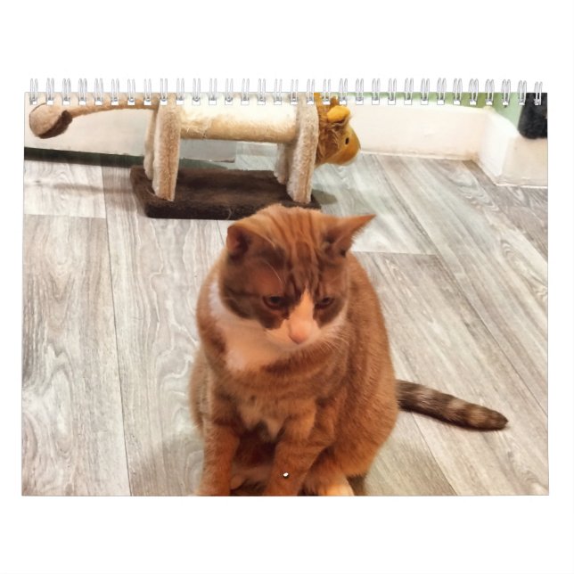 För Kärlek av katter Kalender (Omslag)