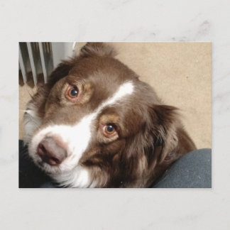 För kärlek i Aussie! Vykort