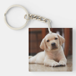 För Labrador för baby som gul hund valp lägger på