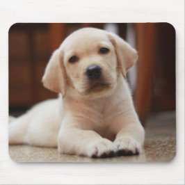 För Labrador för baby som gul hund valp lägger på Musmatta