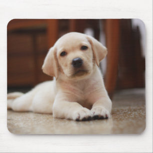 För Labrador för baby som gul hund valp lägger på Musmatta