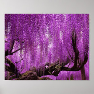 För lavendelblommor för forntida Wisteria Poster