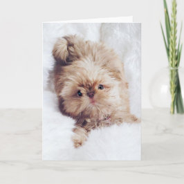 För leverShih Tzu för encentmynt orange kort för