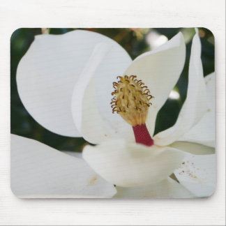 För magnoliablomma för vit nära sydlig blommar för musmatta