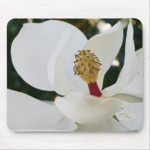 För magnoliablomma för vit nära sydlig blommar  musmatta