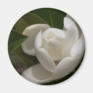 för magnoliablomma för vit sydlig knopp magnet