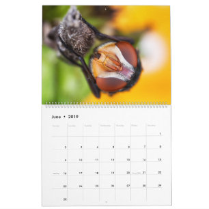 För makrofotografi för 2019 kryp synad skönheta kalender
