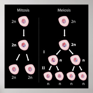 För mitos meiosisaffisch kontra poster