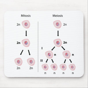 För mitos meiosismousepad kontra musmatta