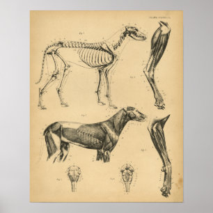 För muskelanatomi för hund skelett- tryck 1908 f