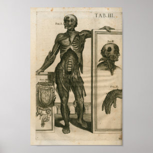 För muskelanatomi för vintage 1741 tryck