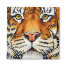 För nära - Sibiriska tigermagnet