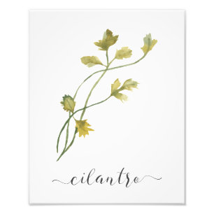 För örttryck för vattenfärg botanisk Cilantro Fototryck