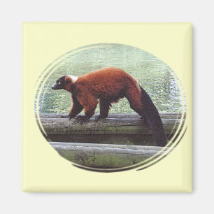 För pälsvit för gullig Röd-Ruffed Lemur röd n Magnet