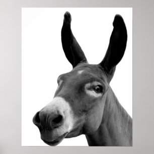 För peekaboodjur för svartvit åsna roligt foto poster