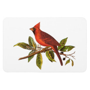 För sångfågel för vintage huvudsaklig illustra magnet