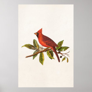 För sångfågel för vintage huvudsaklig illustration poster