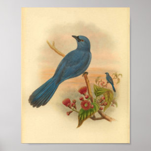 För Shrike för blått röda blommor för knäpp  Poster