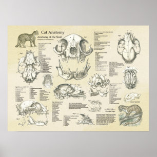 För skalleben för katt kartlägger Skeletal anatomi Poster