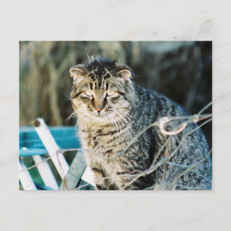 För Tom för Punk sten vilda inbjudningar katt