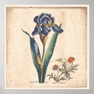 För tryckantikvitet för Iris botanisk illustration Poster