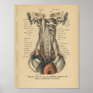För tyskt Aortic båge anatomitryck för vintage Poster