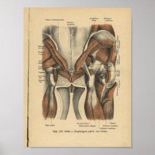 För tyskt bäcken- muskler anatomitryck för vintage poster