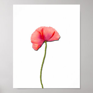 För vallmoblomma för sjunga röd enkelhet för poster