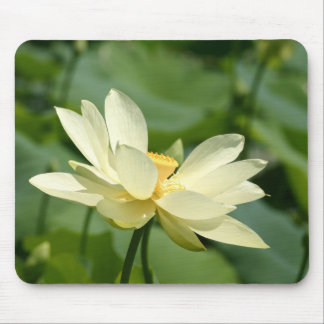 För vatten blomma lilly musmatta