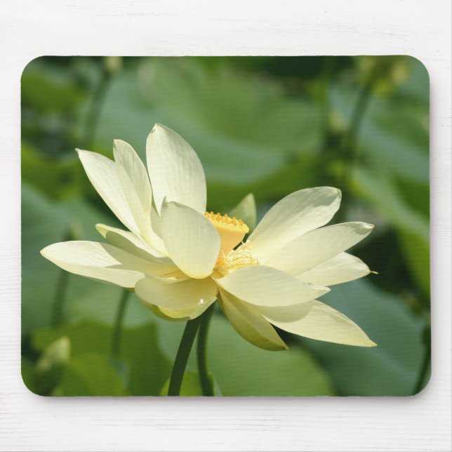 För vatten blomma lilly musmatta (Framsidan)