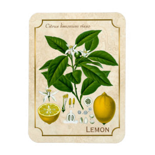 För växtcitron för vintage botanisk konst för magnet