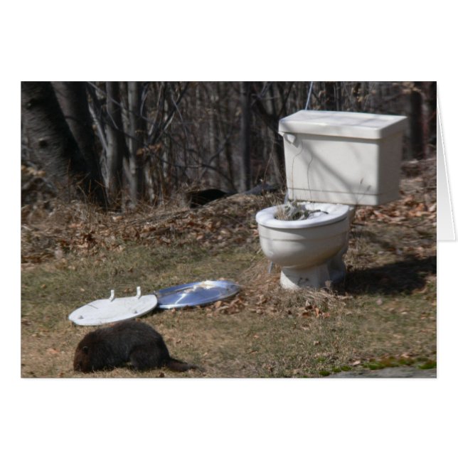 Foraging Groundhog Hälsningskort (Framsidan Horizontal)
