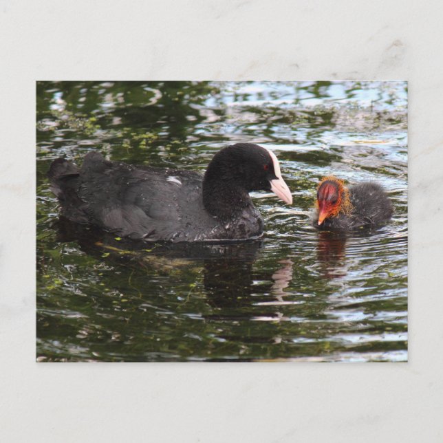 Förälder och Baby Eurasien Coot Vykort (Framsida)