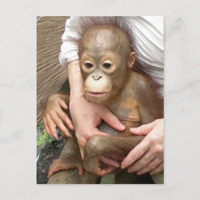 Föräldralösa djur vykort (Framsida)