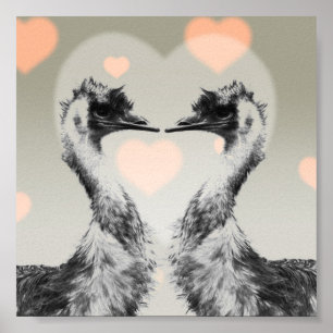 Förälskade Emus Poster