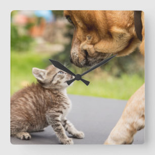 Förälskade hund & katt för Getty bilder Fyrkantig Klocka