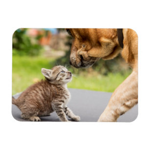 Förälskade hund & katt för Getty bilder   Magnet