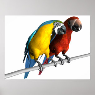 Förälskade Macaws Poster