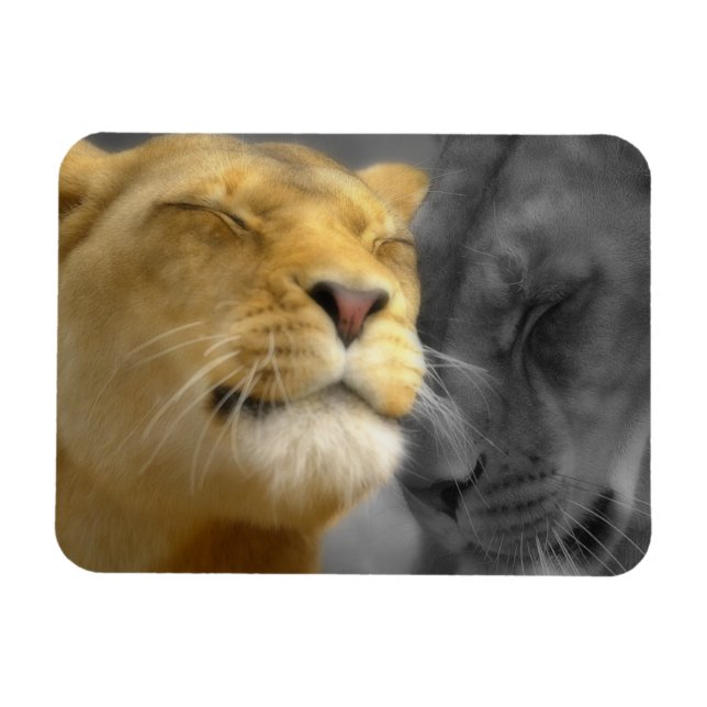 Förälskat lejon magnet (Horisontell)