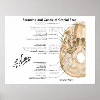 Foramina och Canals of Cranial Base: Inferior View Poster