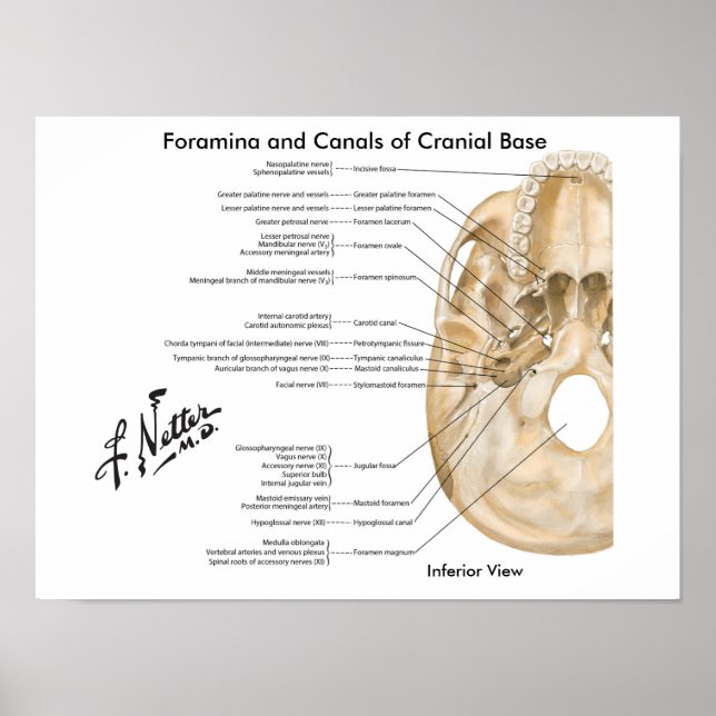 Foramina och Canals of Cranial Base: Inferior View Poster (Framsidan)